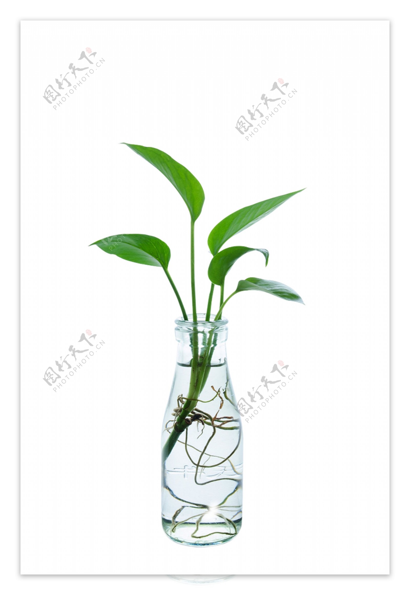 绿萝植物玻璃