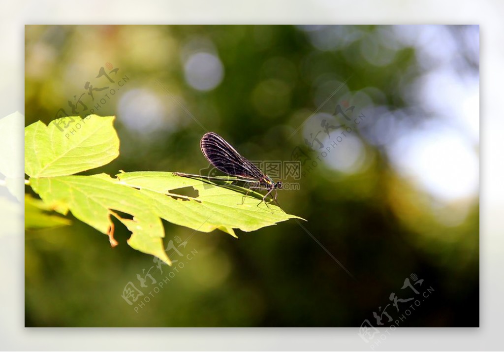 坐在一片叶子上的蜻蜓