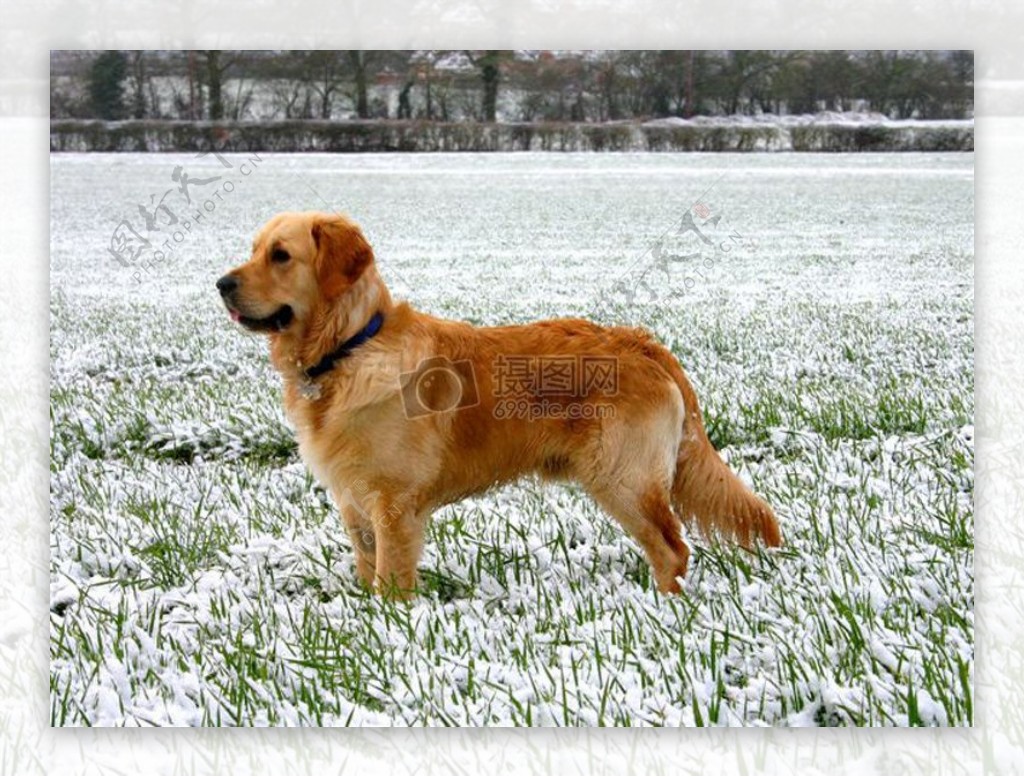 金毛猎犬在雪中