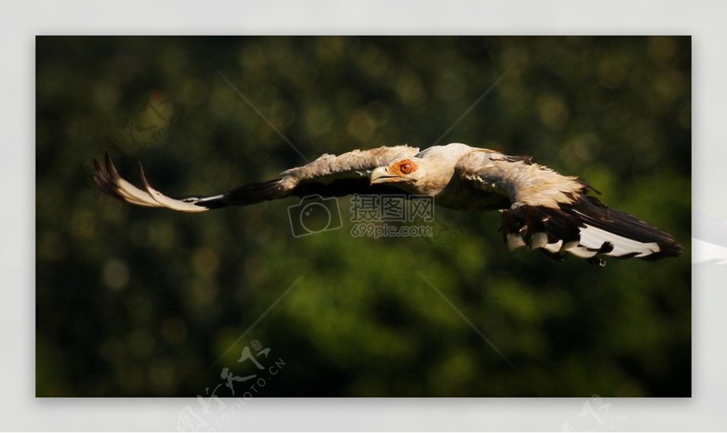 非洲palmnut秃鹫在飞行2