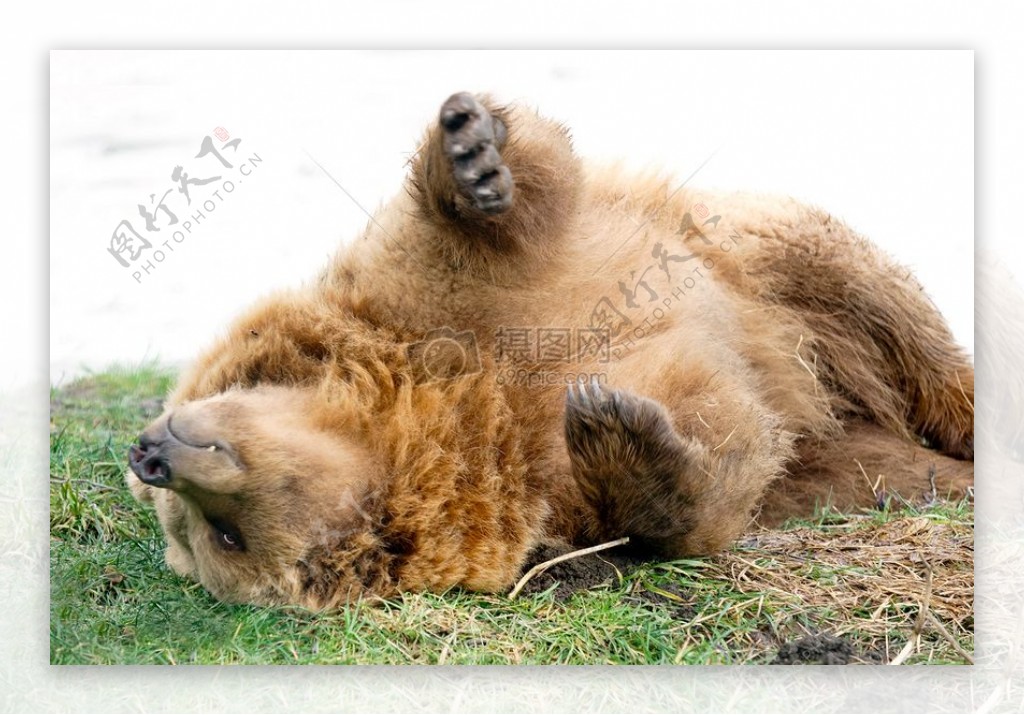 棕色的熊在草丛中滚动