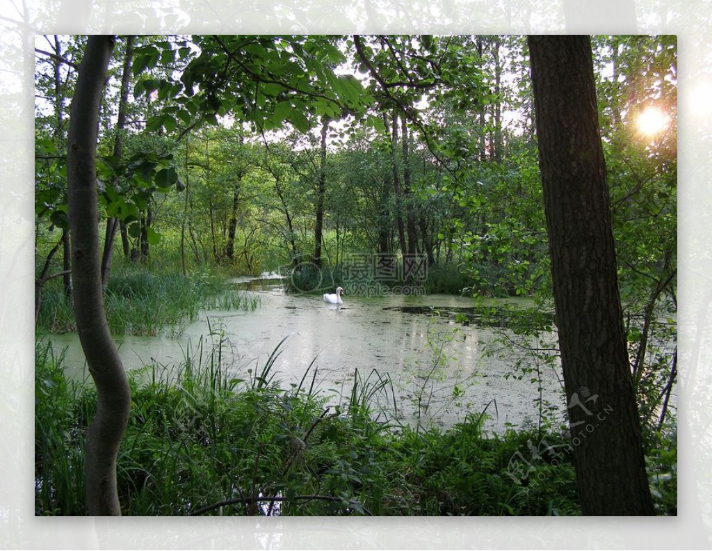 在绿色的池塘天鹅