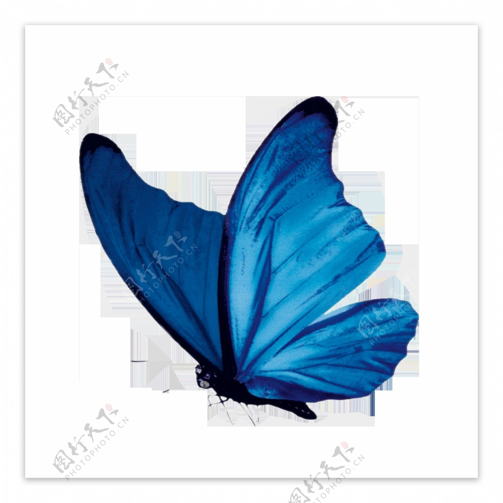 唯美蓝色蝴蝶静态素材
