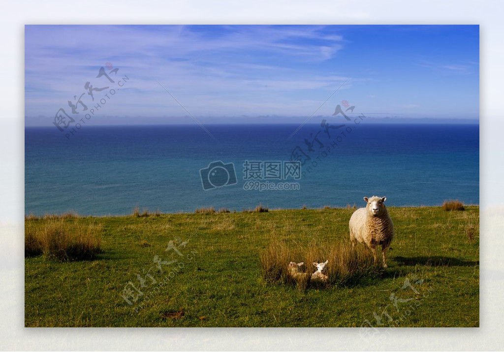 新西兰羊的羔羊