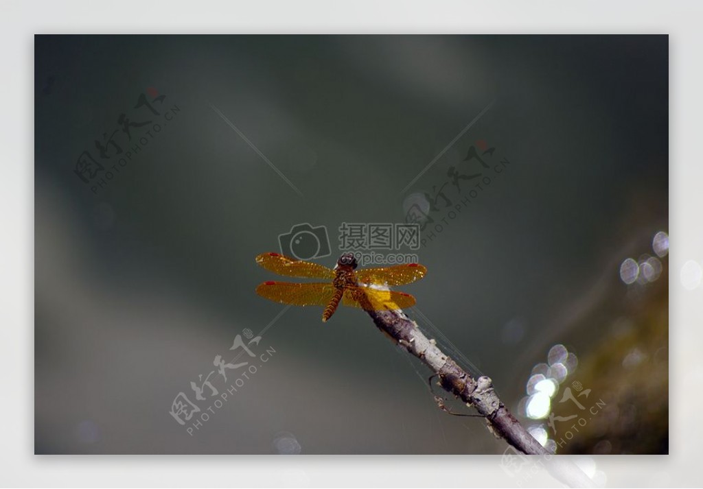 琥珀色东翼蜻蜓