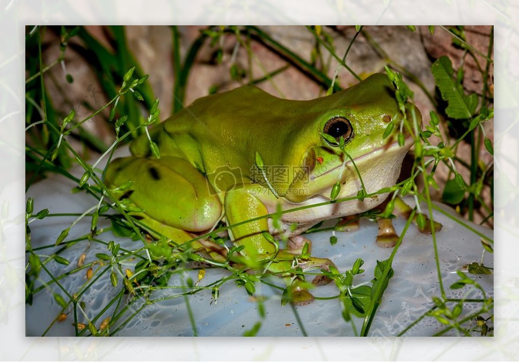 隐藏在草丛中的绿树蛙