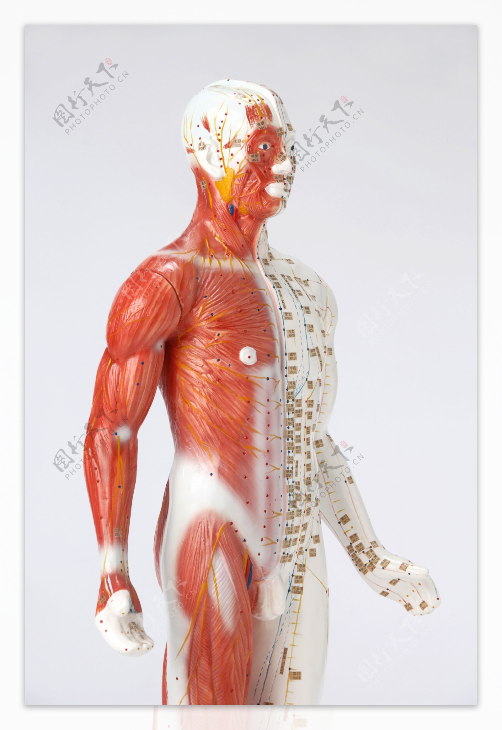 人体组织穴位图图片