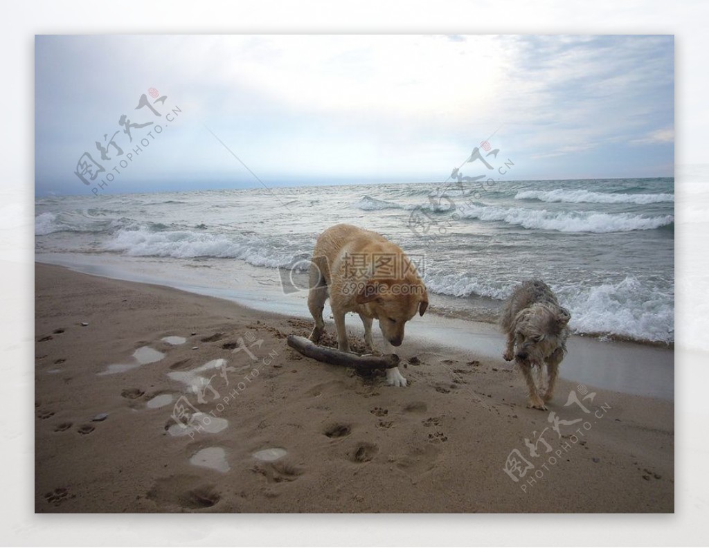 狗在沙滩上玩
