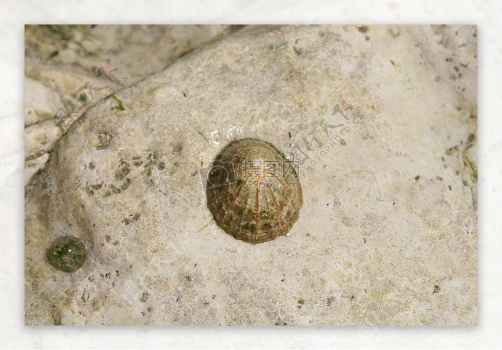 水生海生物岩石海胆壳
