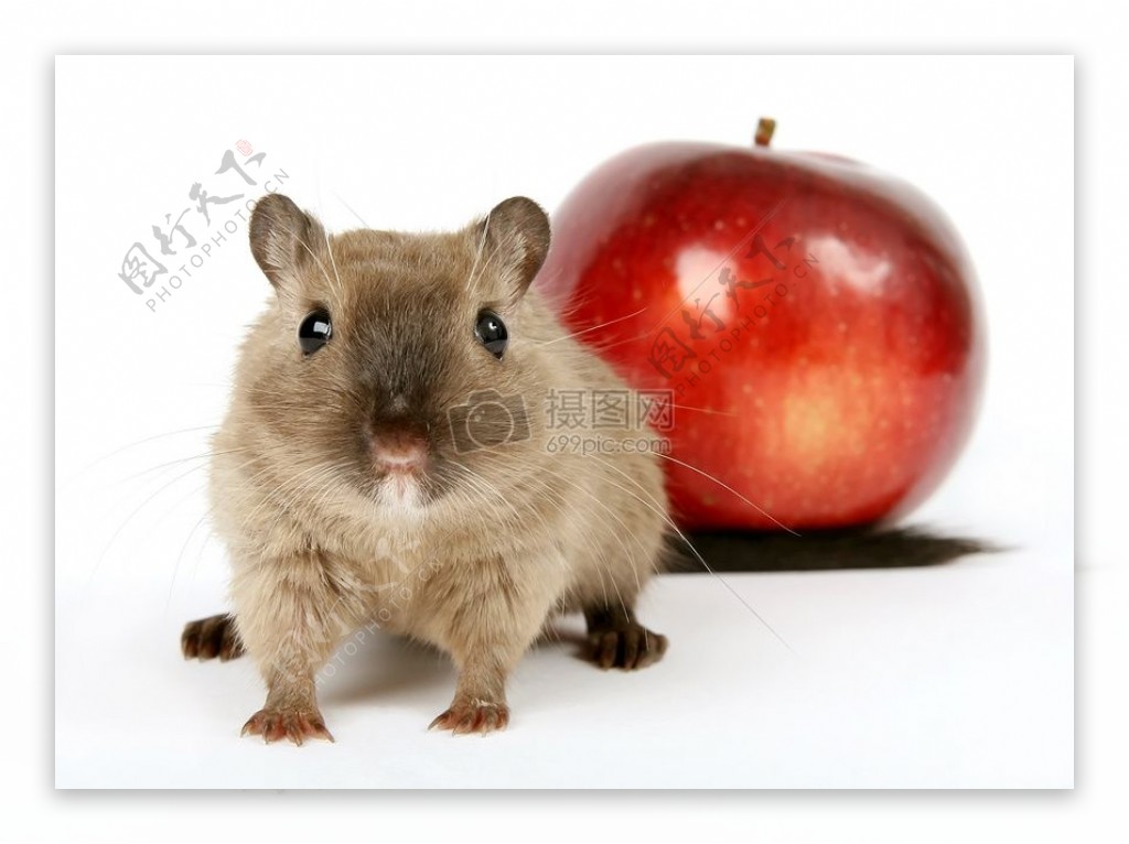 概念的一种啮齿动物的健康红苹果的照片
