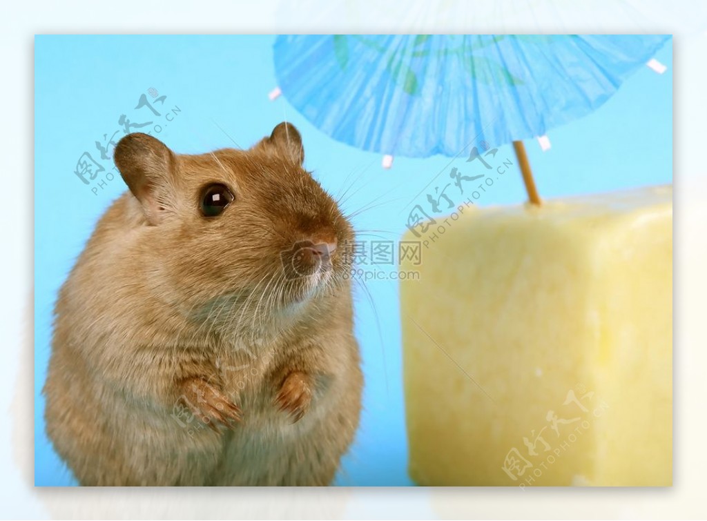 女性啮齿动物食物夏天伞下放松