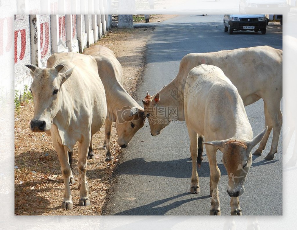 街道上的小牛