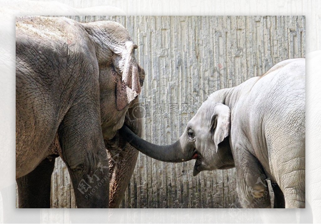 大象妈妈和它的小孩