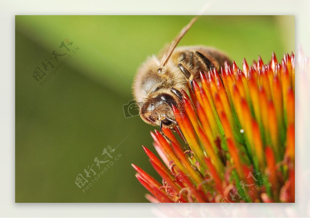 正在采花蜜的蜜蜂