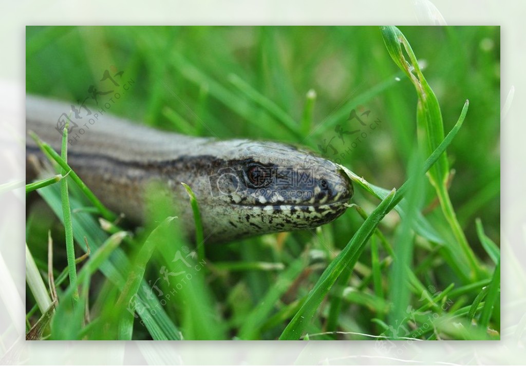 草丛中寻找食物的蛇