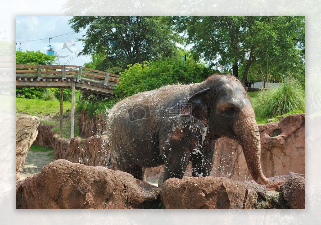 洗澡中的大象