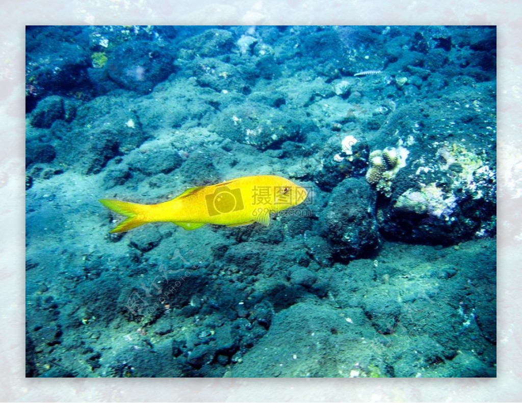 水下的黄色鱼