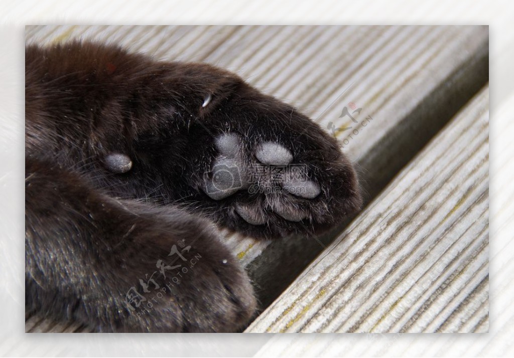 黑色的动物爪子