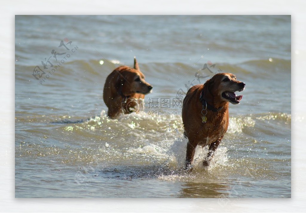 在水中玩耍的狗