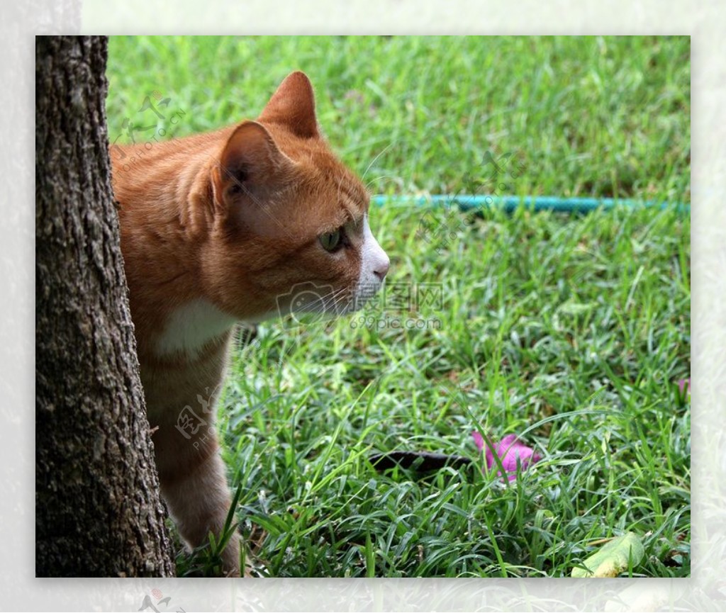 草坪上的猫咪