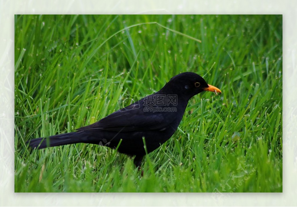 草地上的一只黑鸟