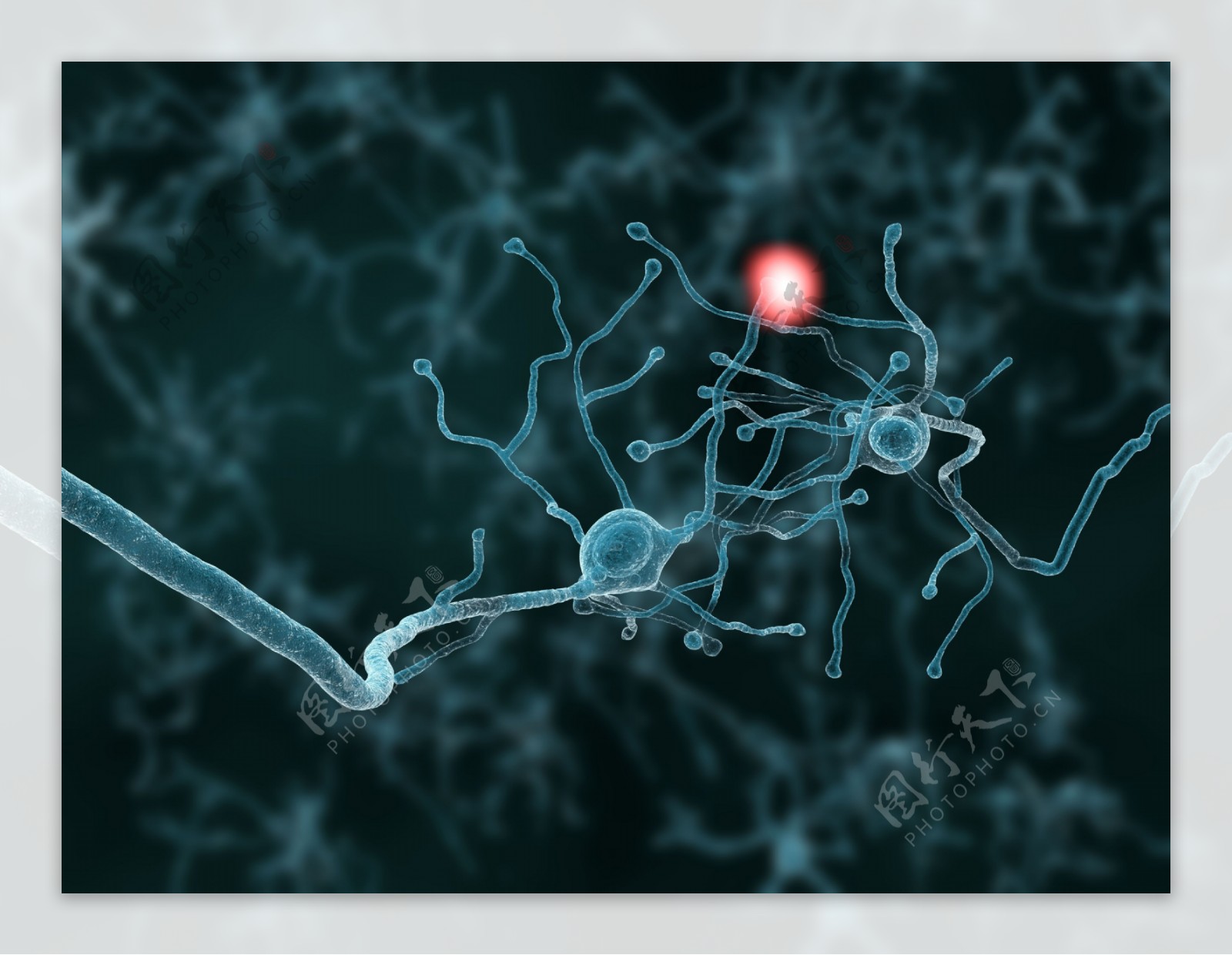 连接的神经元图片