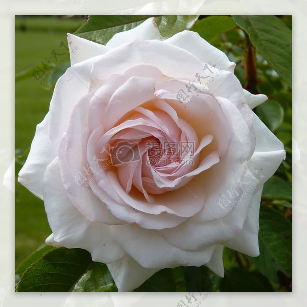 白玫瑰的花