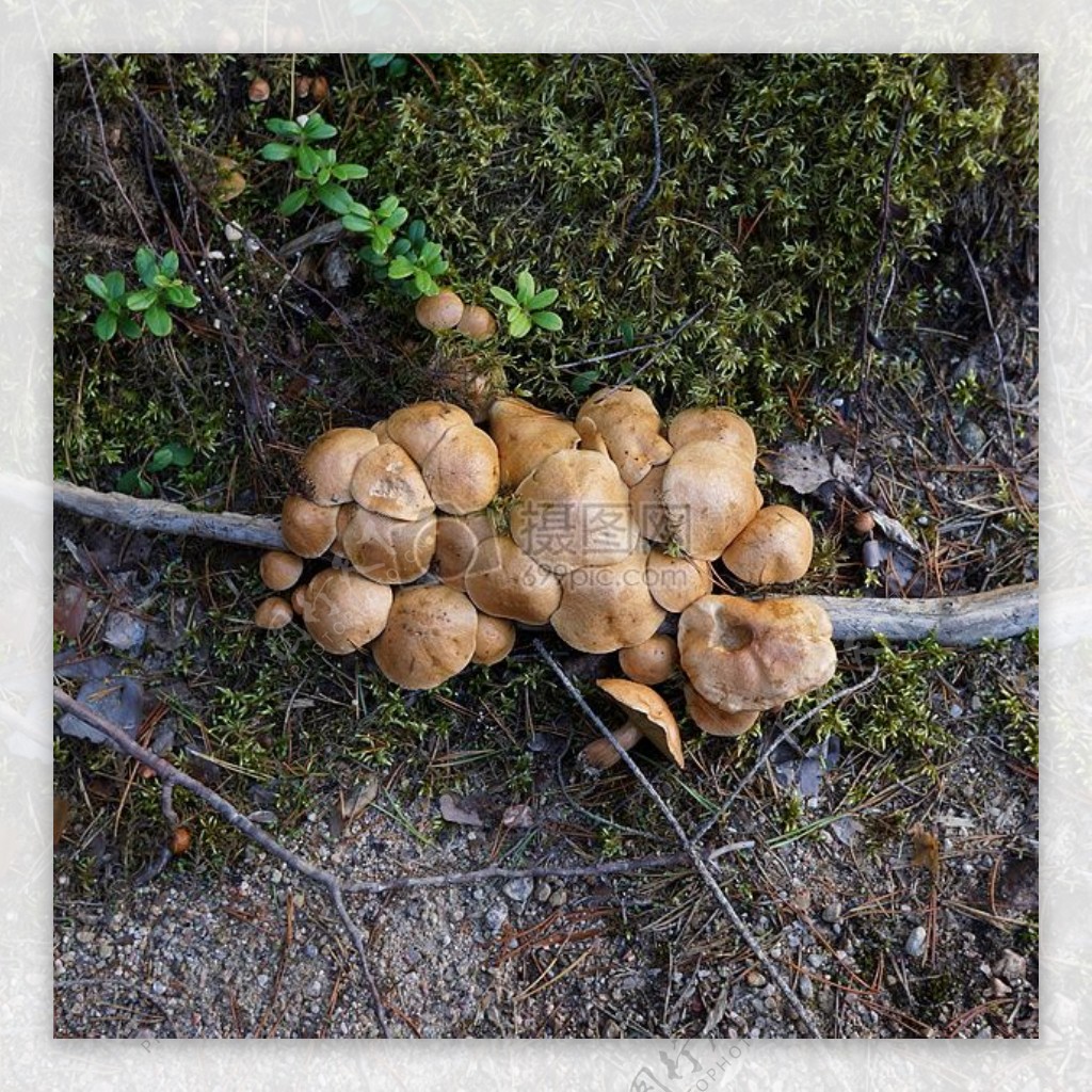 一丛黄色蘑菇