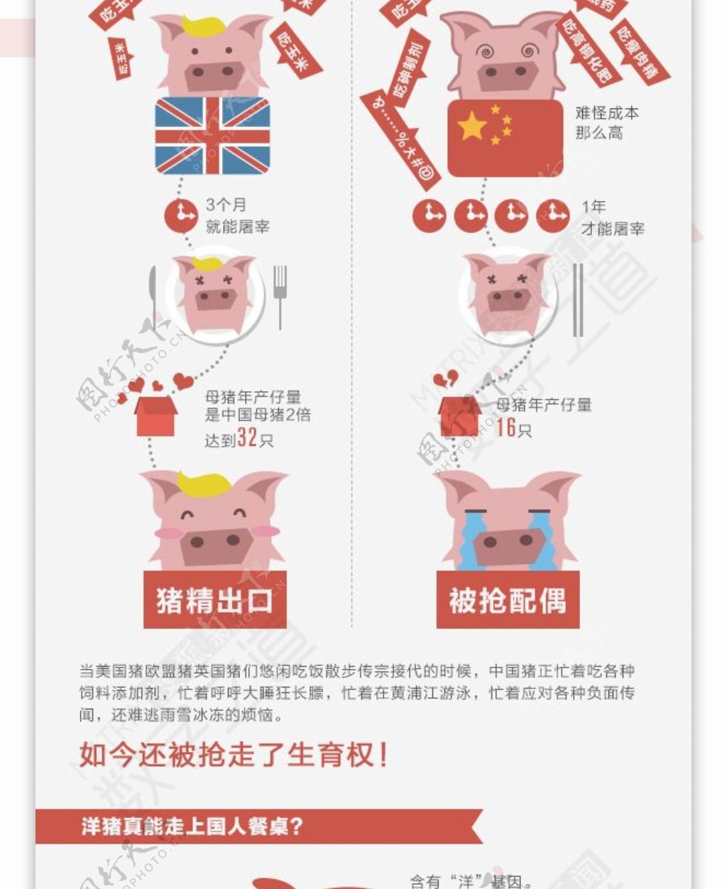 猪猪猪洋猪猪来袭中国猪怎么了