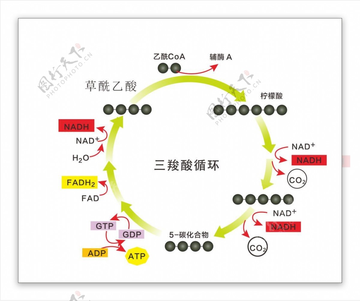 三羧酸循环图解柠檬酸循环