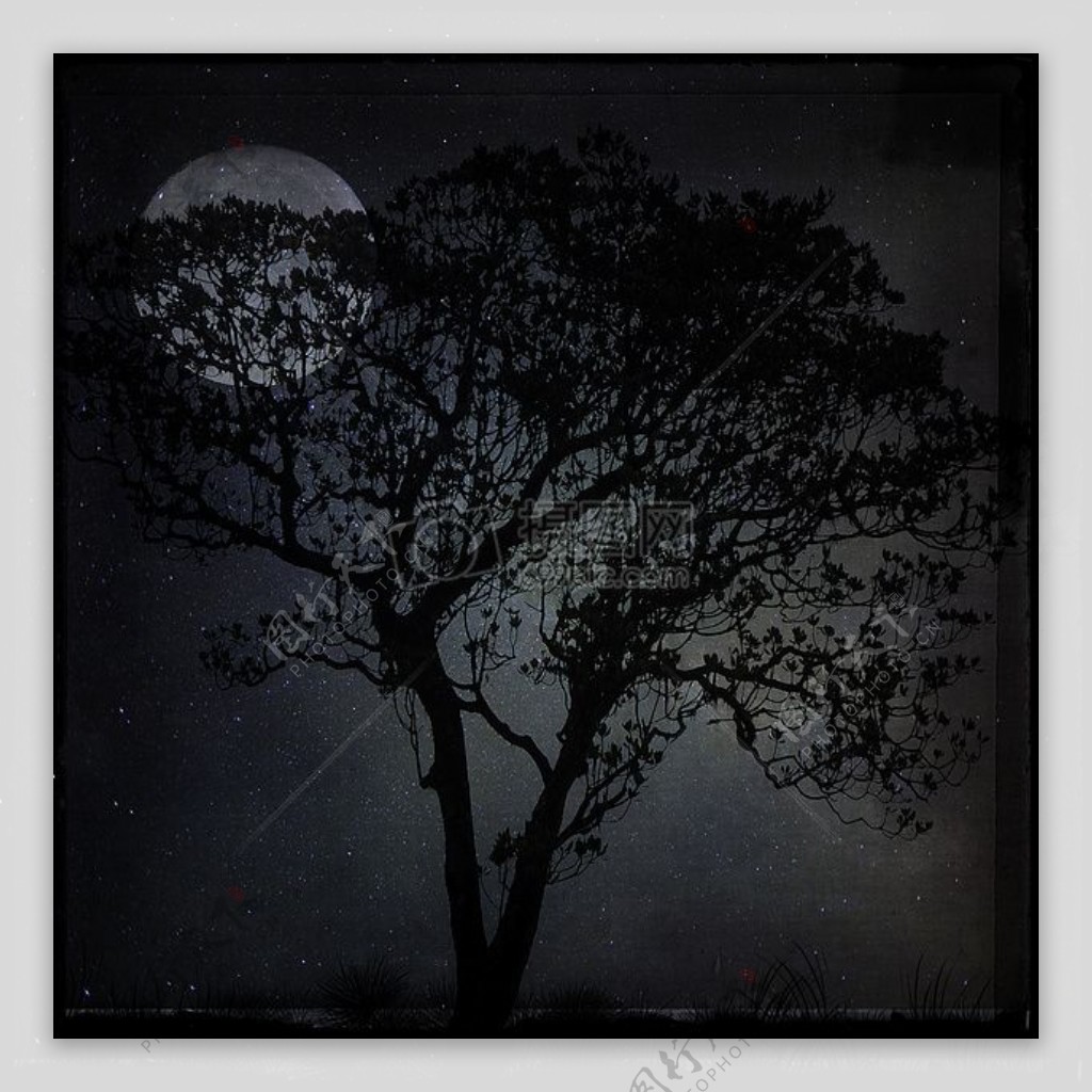 夜景观树月球黑月光明星繁星点点的天空