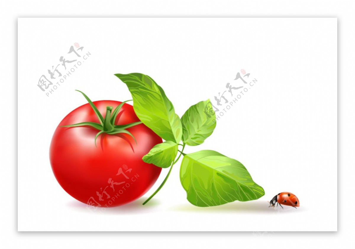 鲜美番茄矢量素材