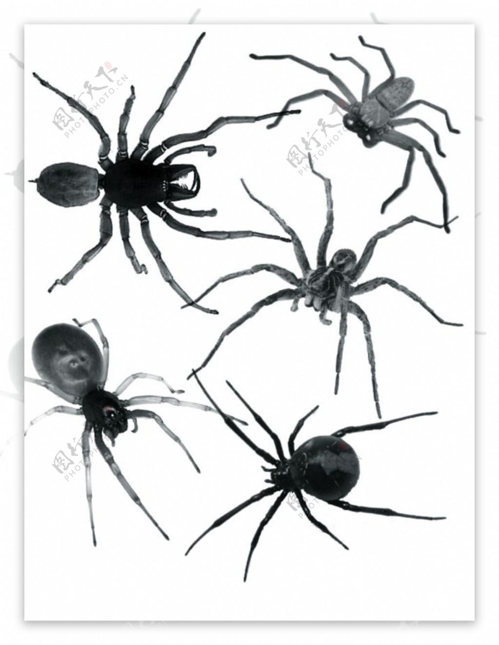 真实恐怖毒蜘蛛Photoshop笔刷素材