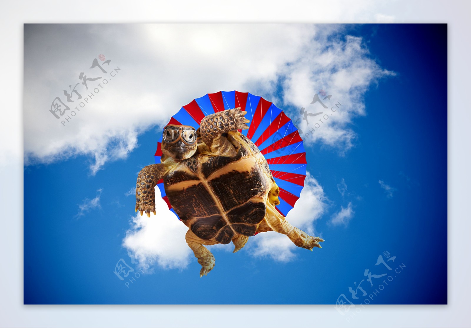 跳伞的乌龟图片