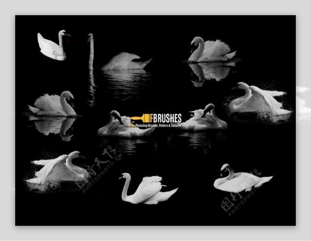 真实的各种白天鹅鸭子姿势图案photoshop笔刷素材