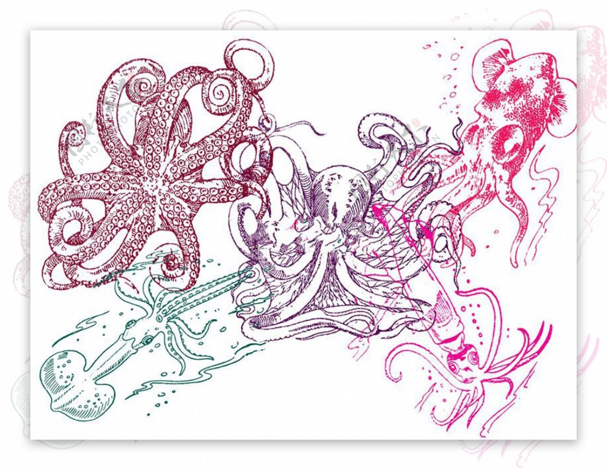 手绘鱿鱼和章鱼PS笔刷