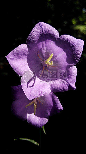 紫色花朵特写