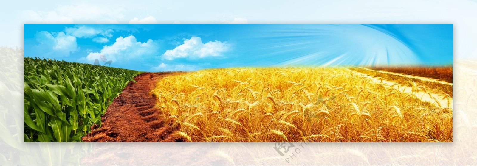小麦地玉米地组合图片
