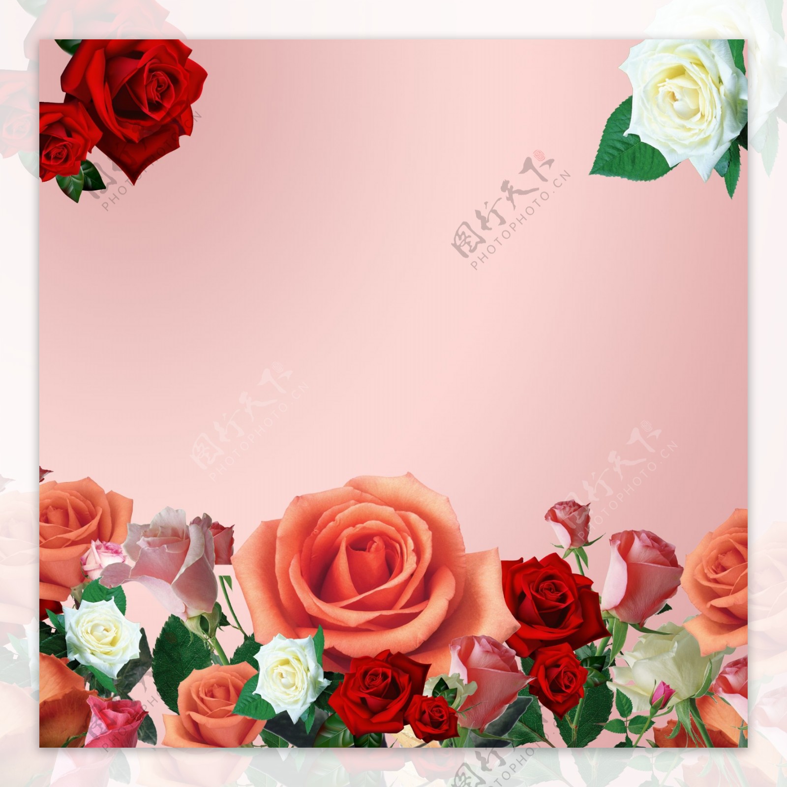 花朵玫瑰花花苞树叶广告粉色背景素材