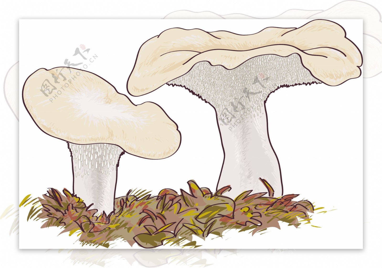 美味牛肝菌蘑菇