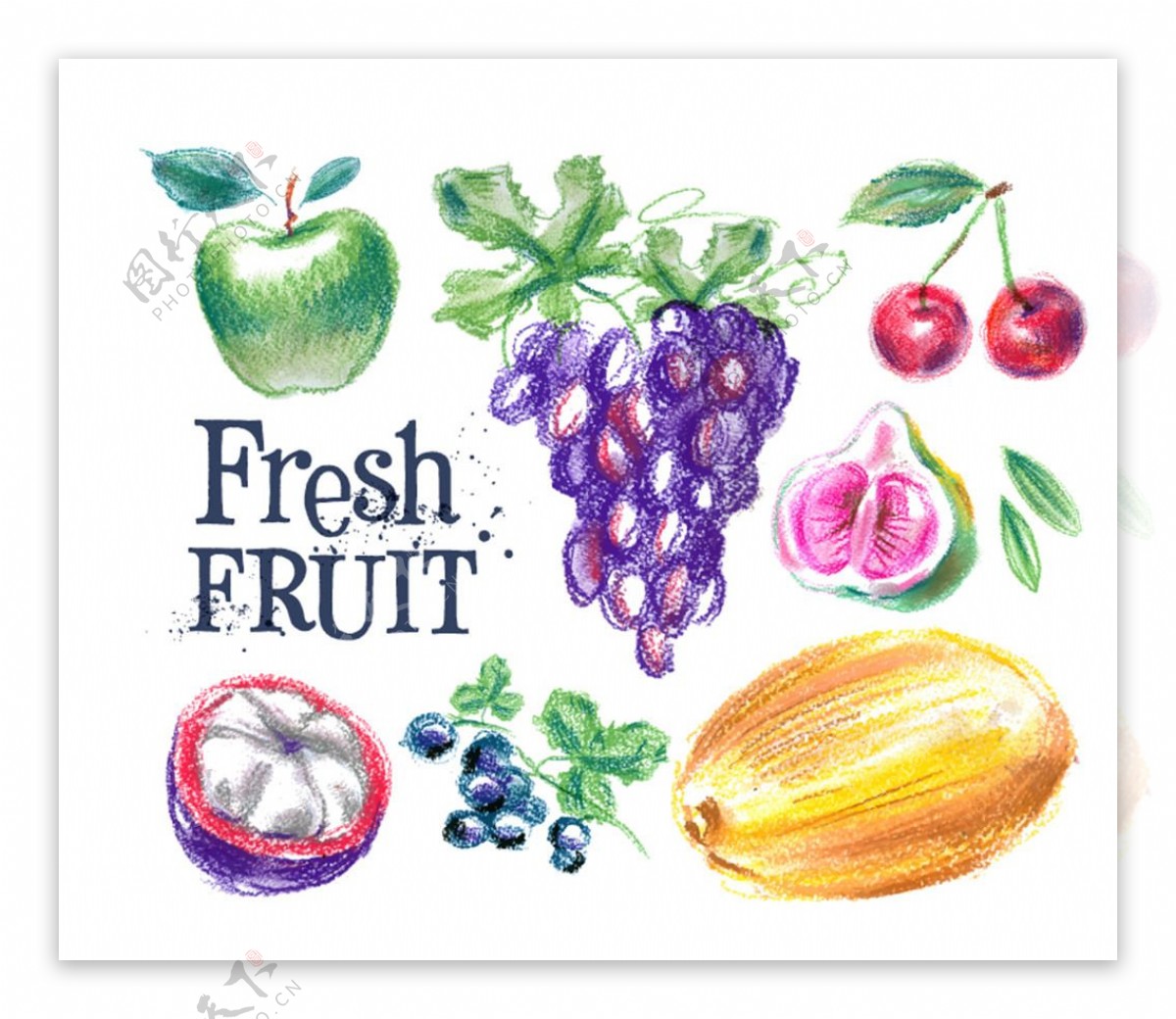 彩绘新鲜水果矢量图