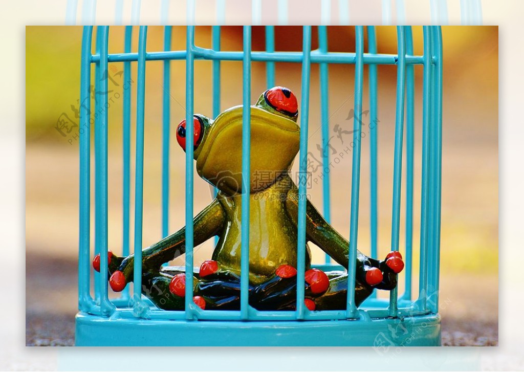 笼子里的青蛙