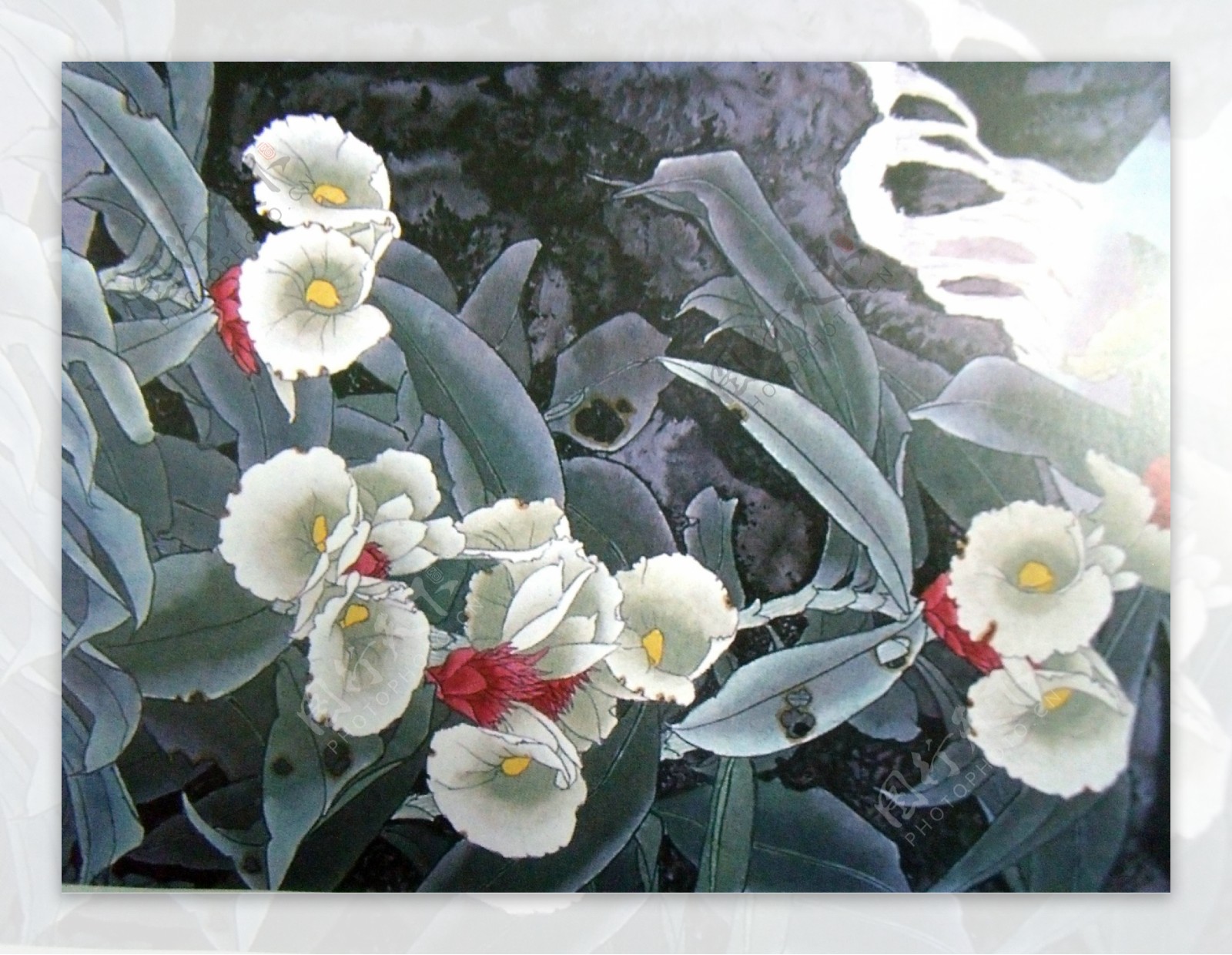 国画植物花卉图片