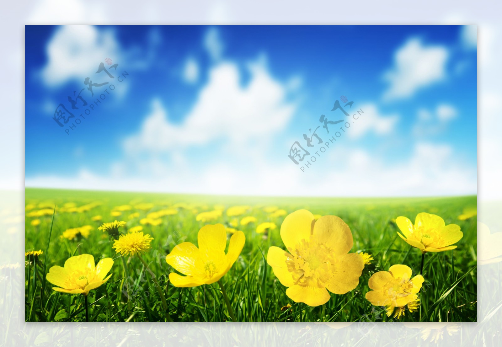 蓝天白云与鲜花草地背景图片