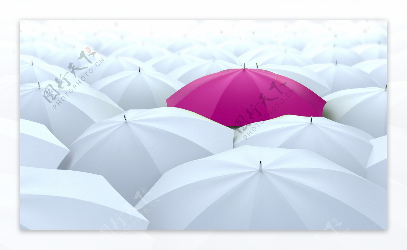 白色雨伞中的红色雨伞图片