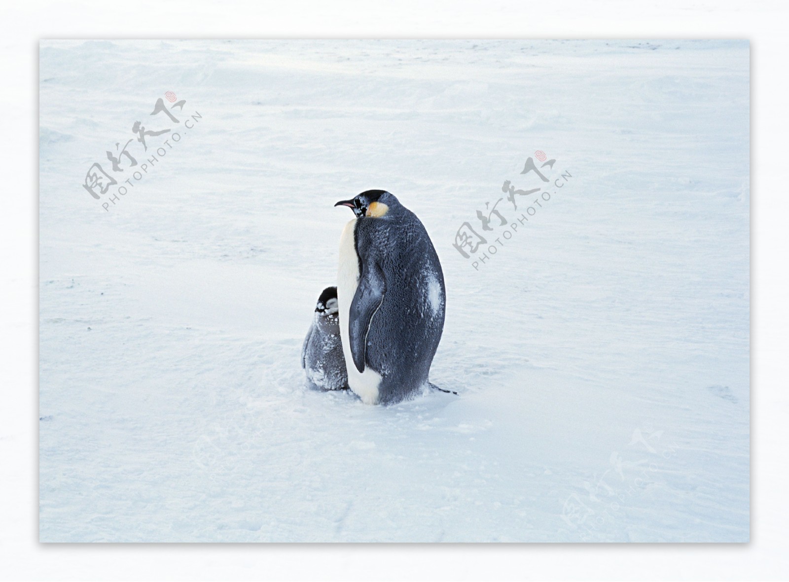 企鹅摄影图片