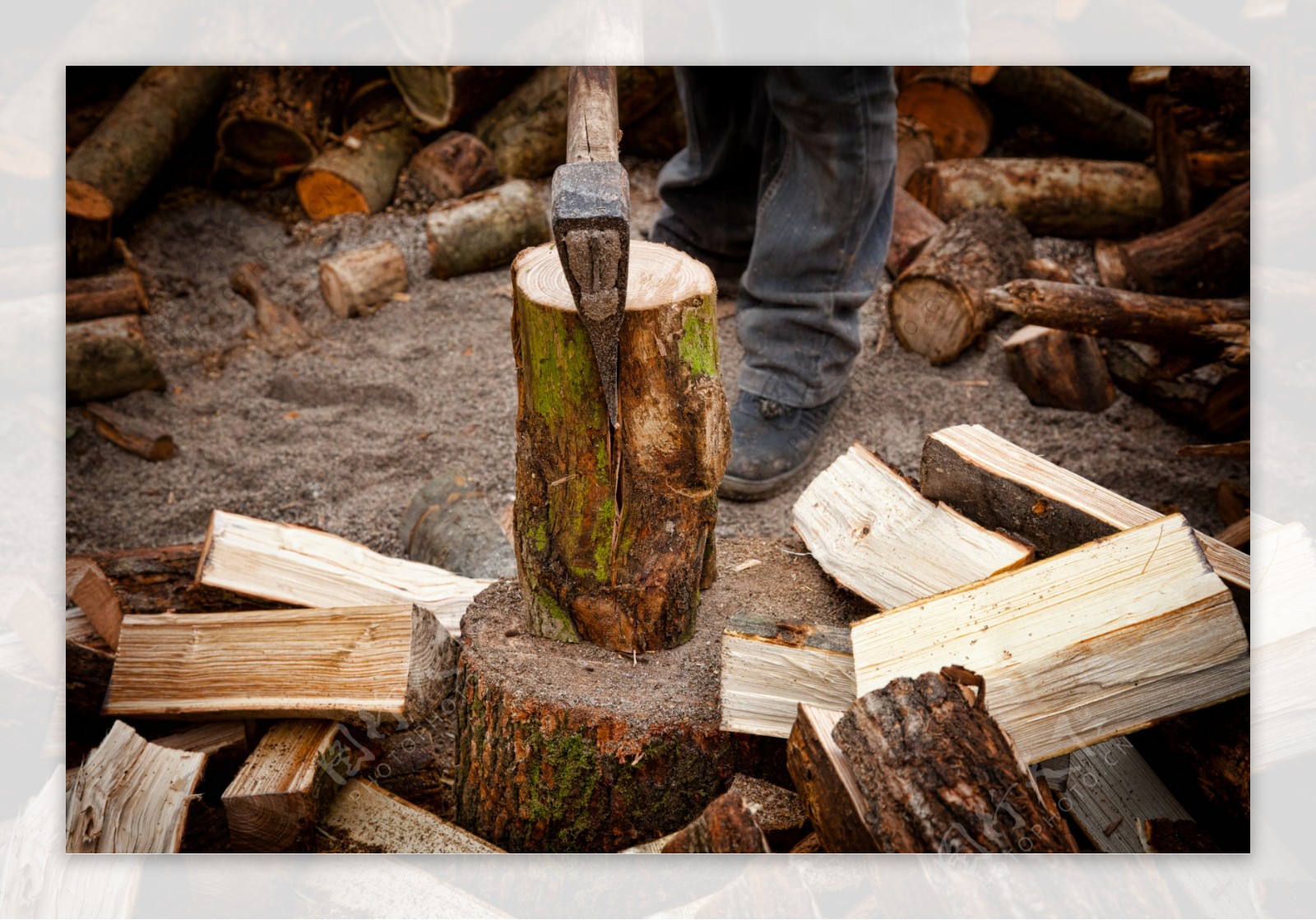 专业的伐木工人在锯木头照片摄影图片_ID:312790868-Veer图库