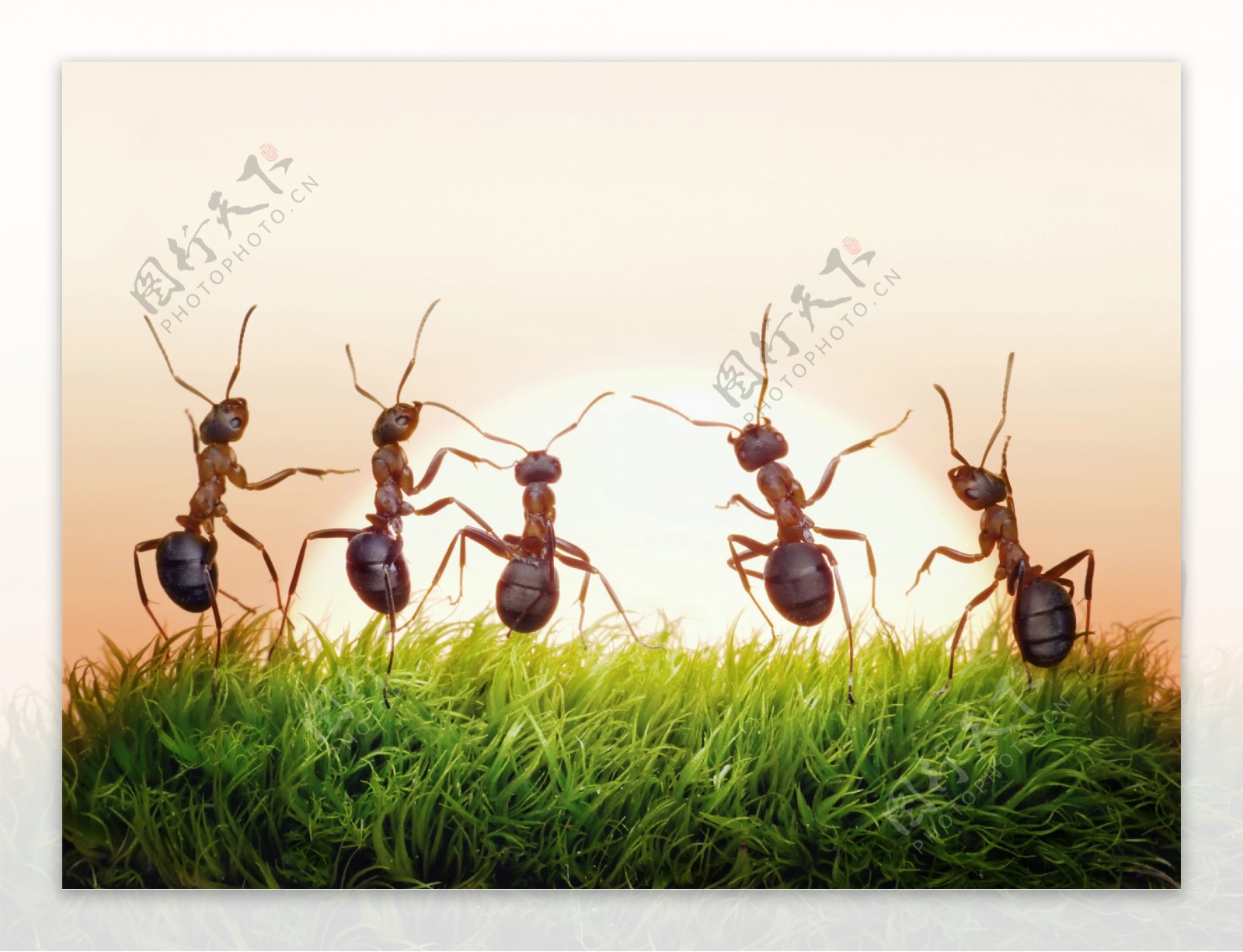 草地上跳舞的蚂蚁图片