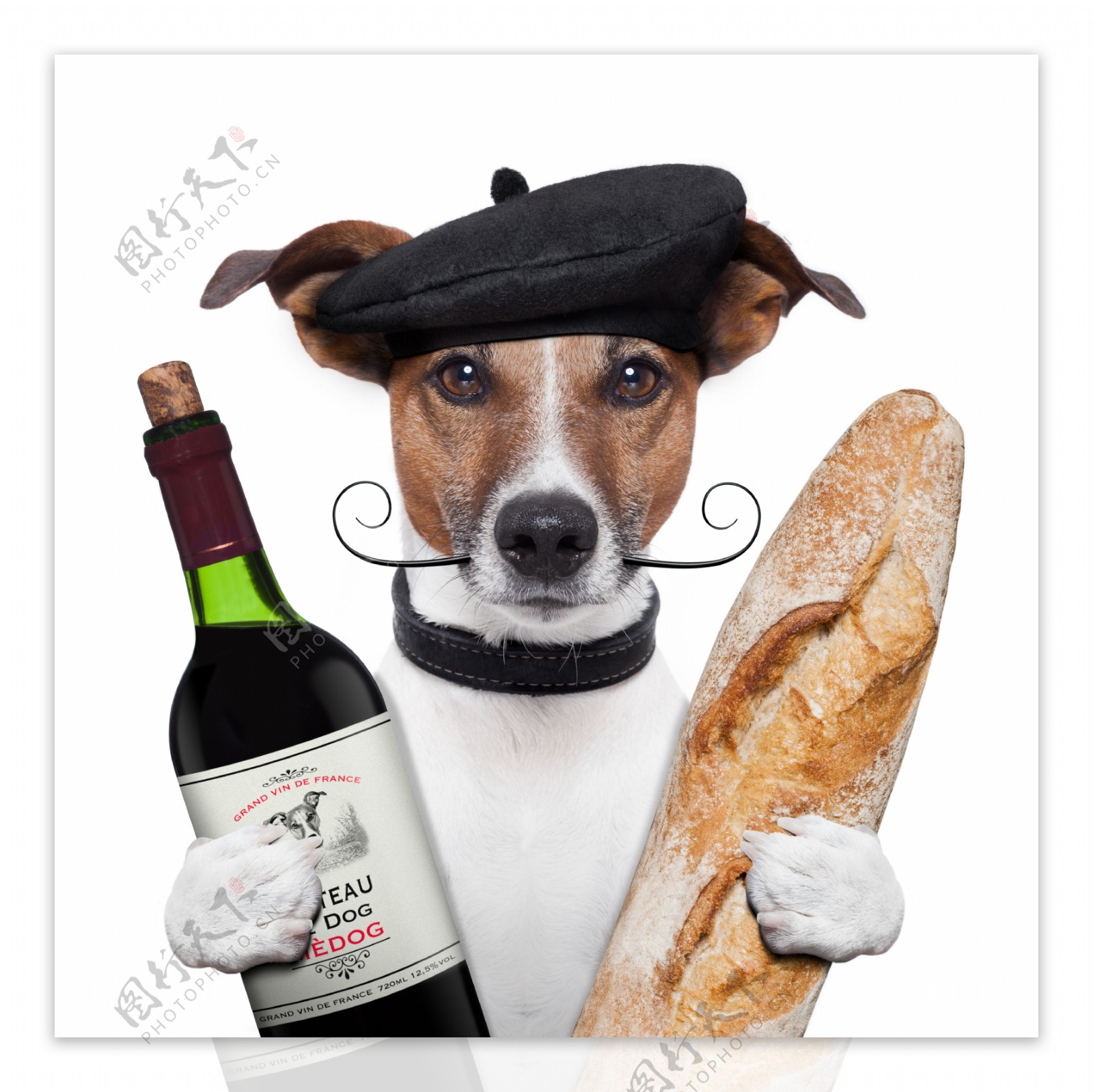 拿红酒面包的小狗图片