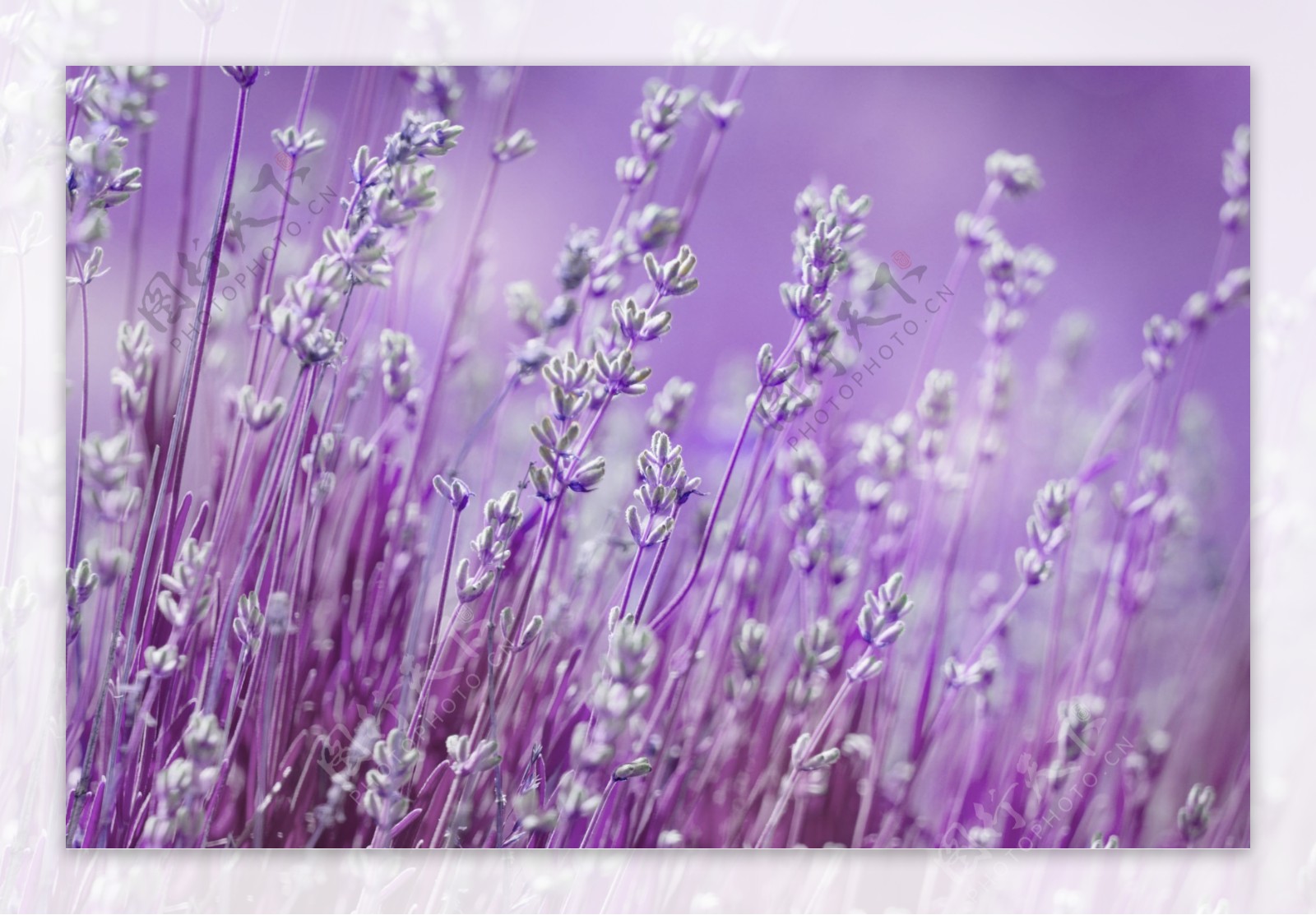 紫色花草背景图片